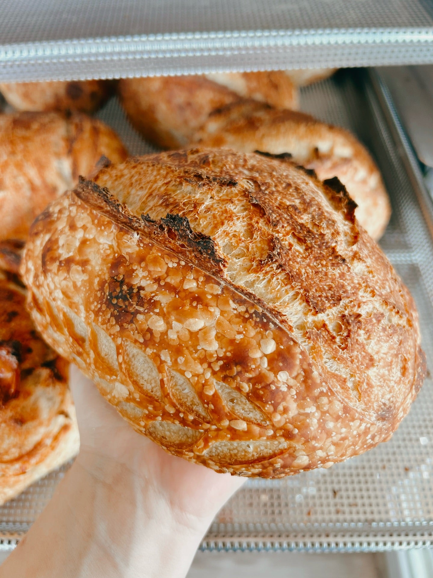 Sourdough Pre-Order - All Flavors